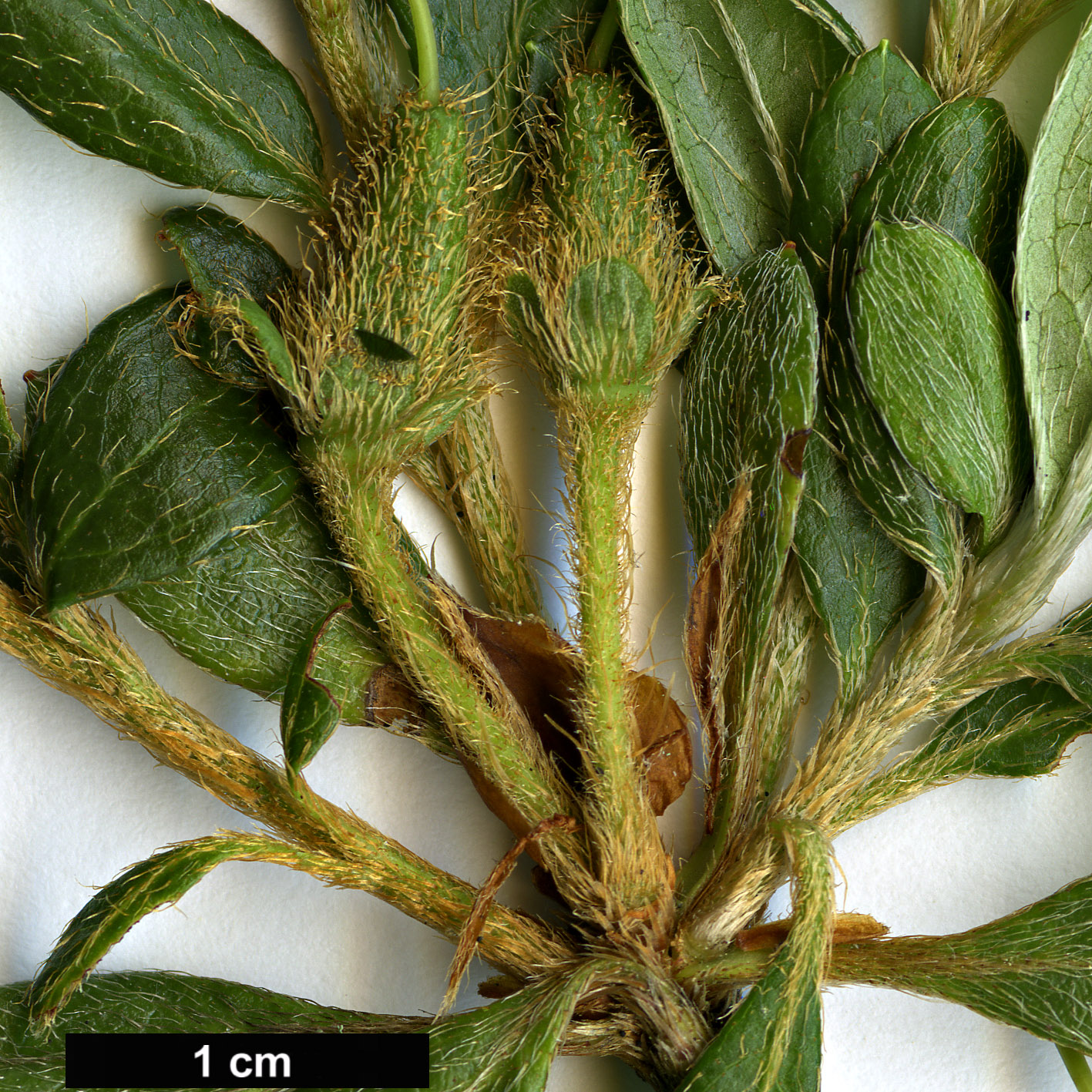 High resolution image: Family: Ericaceae - Genus: Rhododendron - Taxon: kaempferi - SpeciesSub: var. macrogemmum